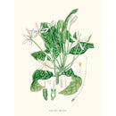 Sciences Naturelles - Oxyanthus Speciosus