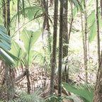 Papier Peint Panoramique - Jungle Trek - Vert