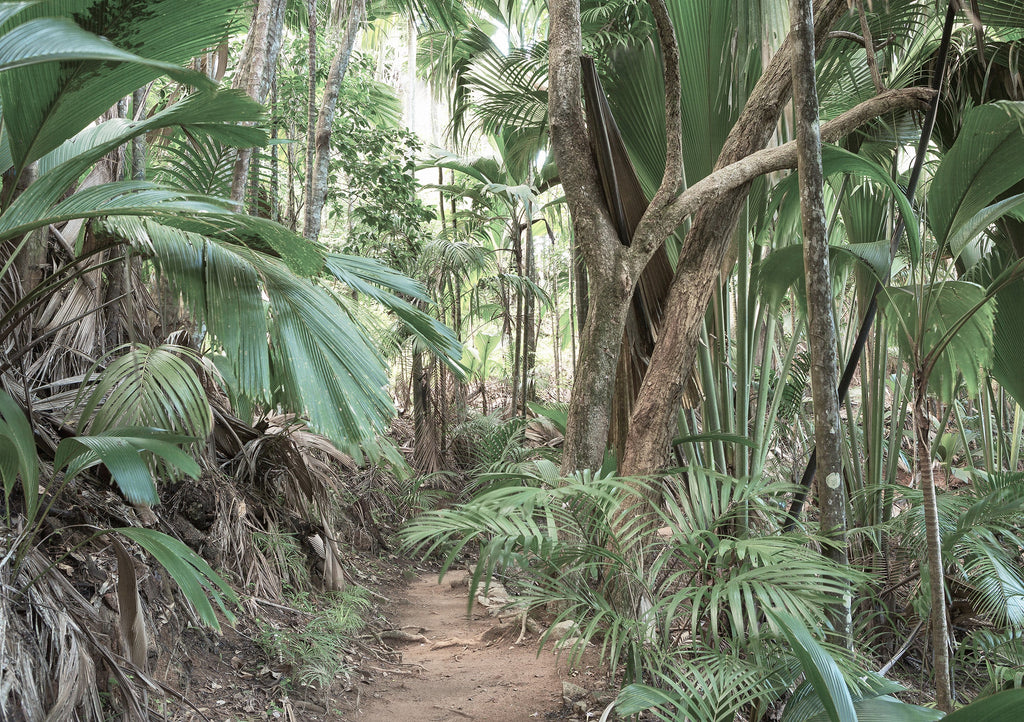 Papier Peint Panoramique - Jungle Trek - Vert