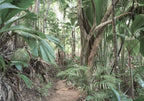 Papier Peint Panoramique - Jungle Trek - Vert