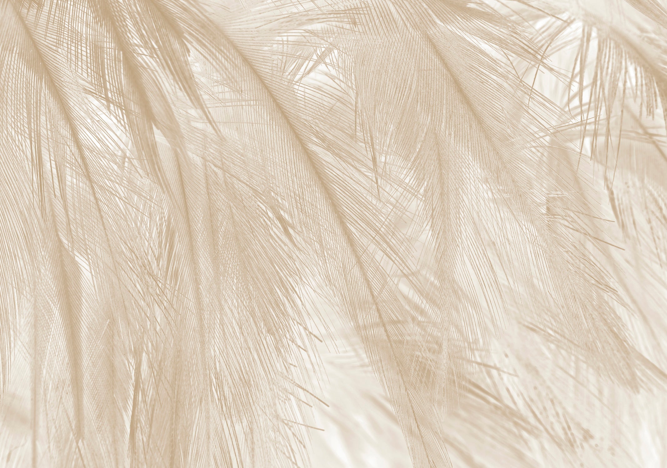 Papel Pintado Panorámico - Soft - Beige