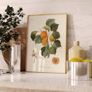 Planche botanique fruit - Albergier franc-oneart.fr