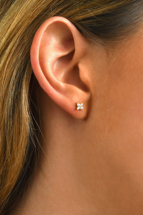 Puces Dorees Marguerite