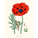 Sciences Naturelles - Papaver Bracteatum (Pavot A? Bracte?es)