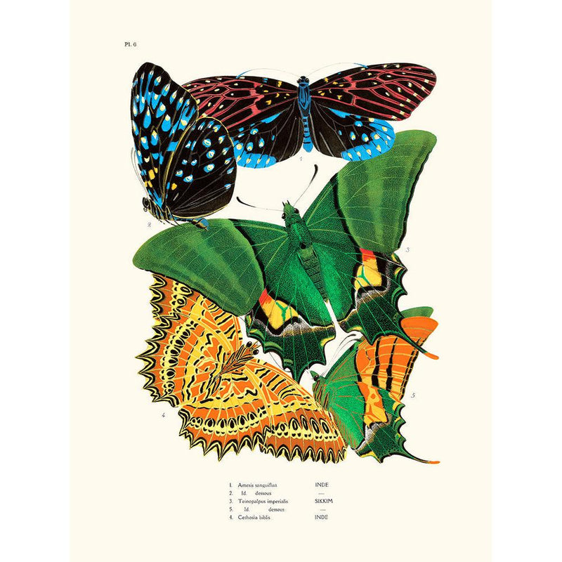 Sciences Naturelles - Papillons Séguy PL6