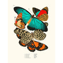 Sciences Naturelles - Papillons Séguy PL11