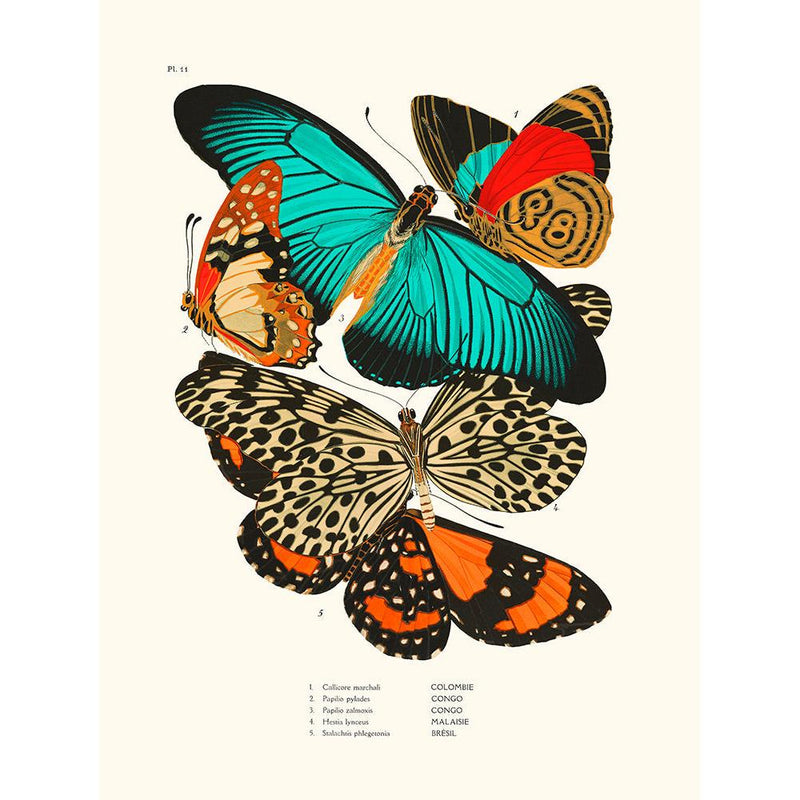 Sciences Naturelles - Papillons Séguy PL11