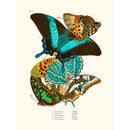 Sciences Naturelles - Papillons Séguy PL13