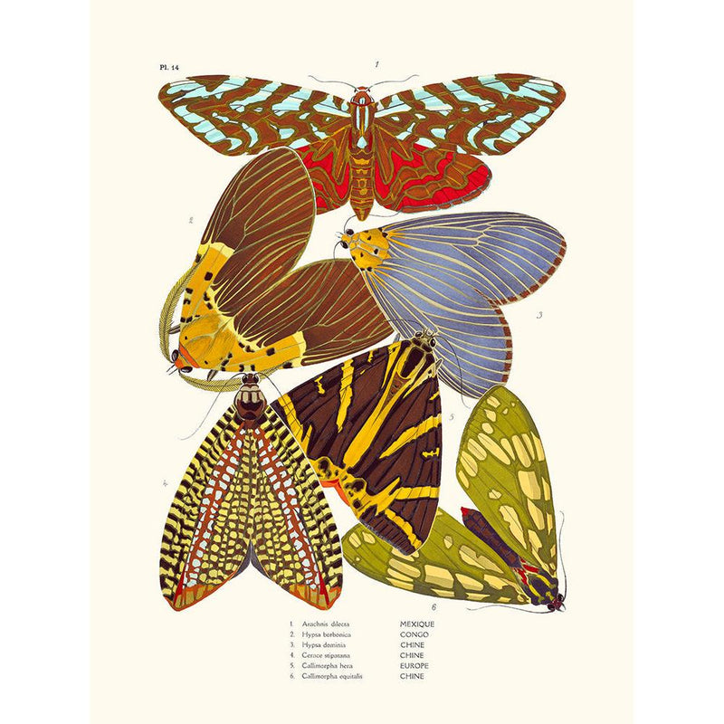 Sciences Naturelles - Papillons Séguy PL14