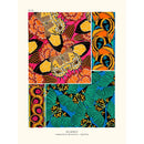 Sciences Naturelles - Papillons Séguy PL18