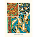Sciences Naturelles - Papillons Séguy PL19
