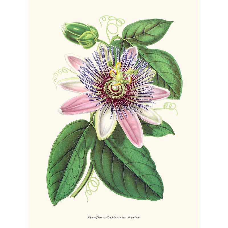 Sciences Naturelles - Passiflora Imperatrice Eugenie
