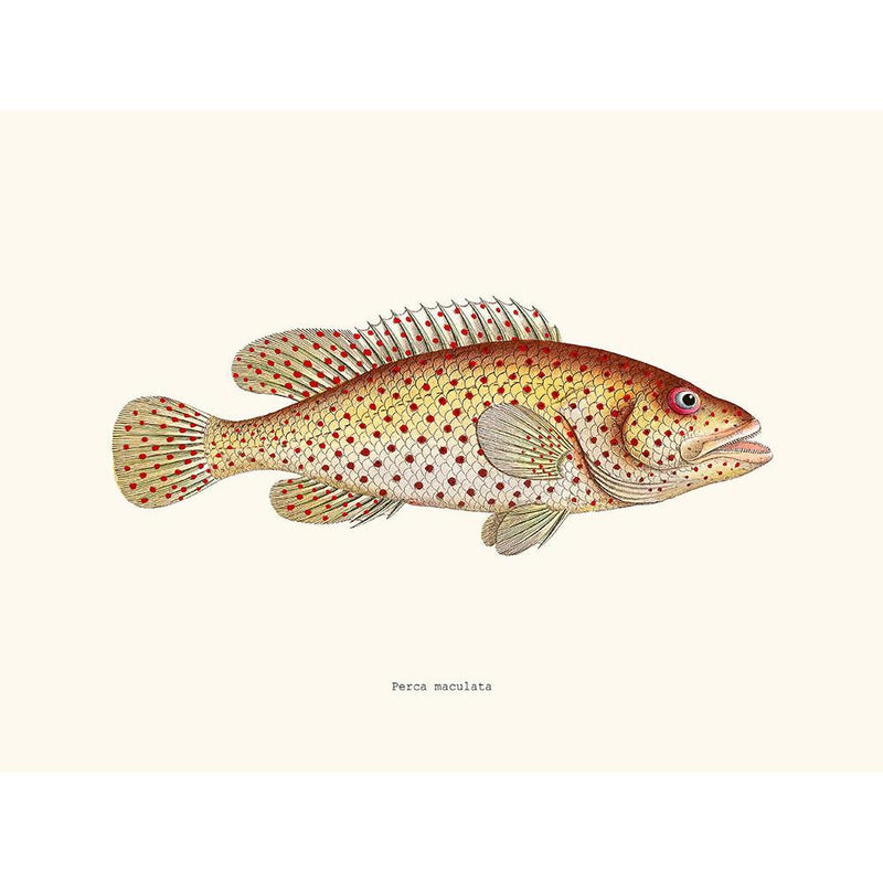 Sciences Naturelles - Perca Maculata