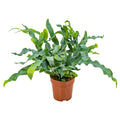 Phlebodium Bleu – Plante D'Intérieur