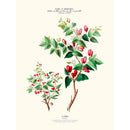 Sciences Naturelles - Le Piment,Flore D'Amérique