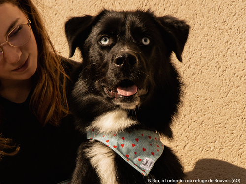 Bandana En Denim - Chien