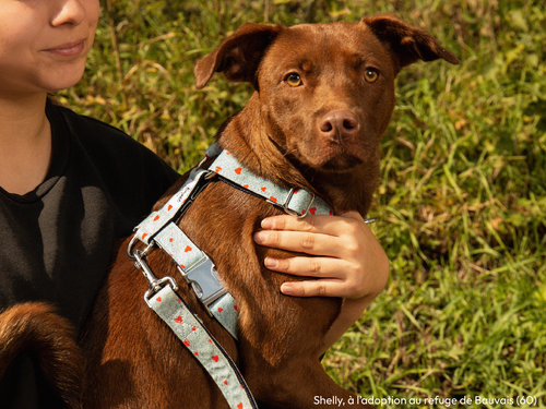 Le Harnais En Denim - Chien