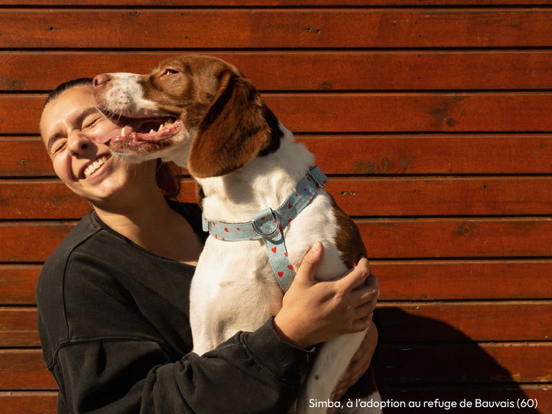 Le Harnais En Denim - Chien