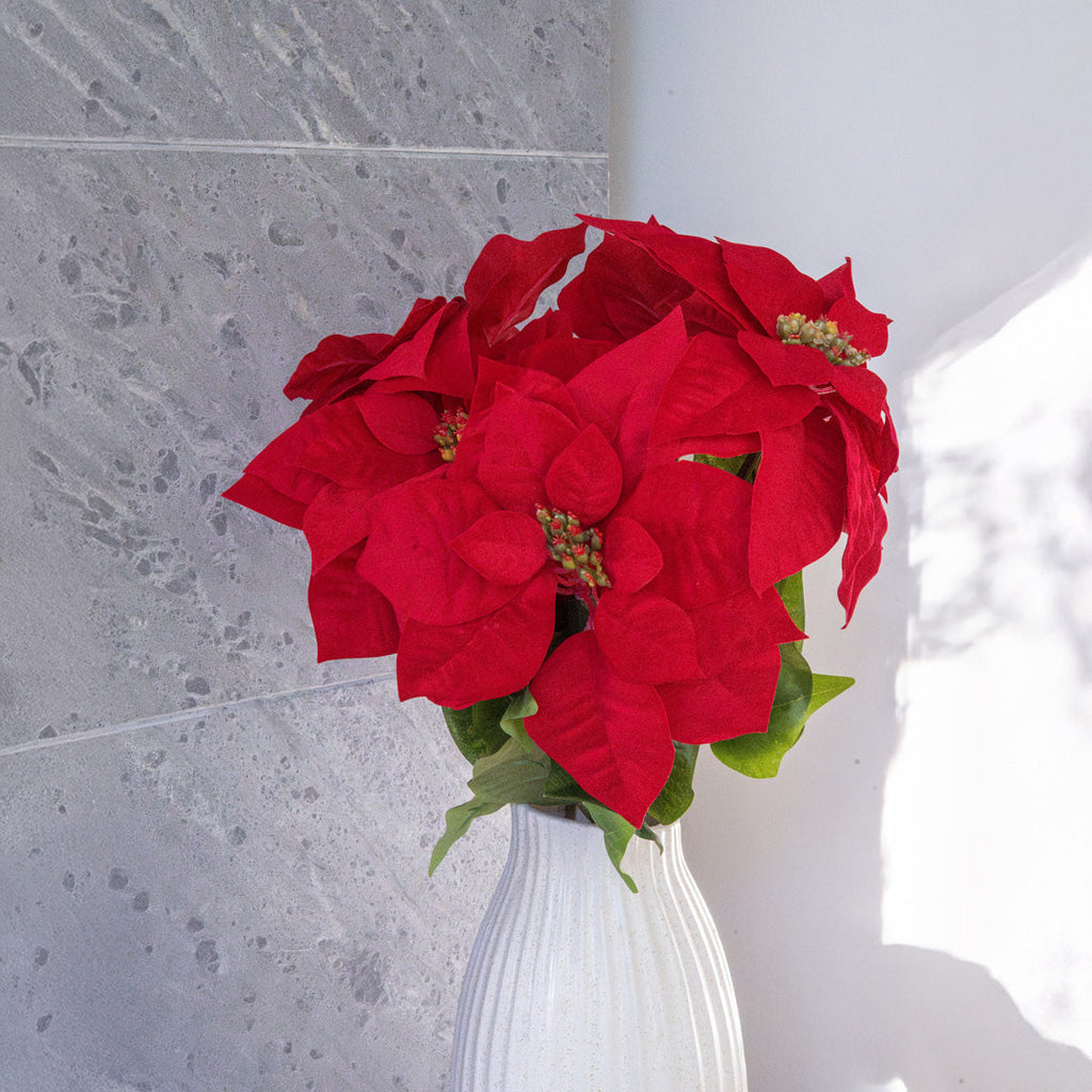 Tige De Poinsettia