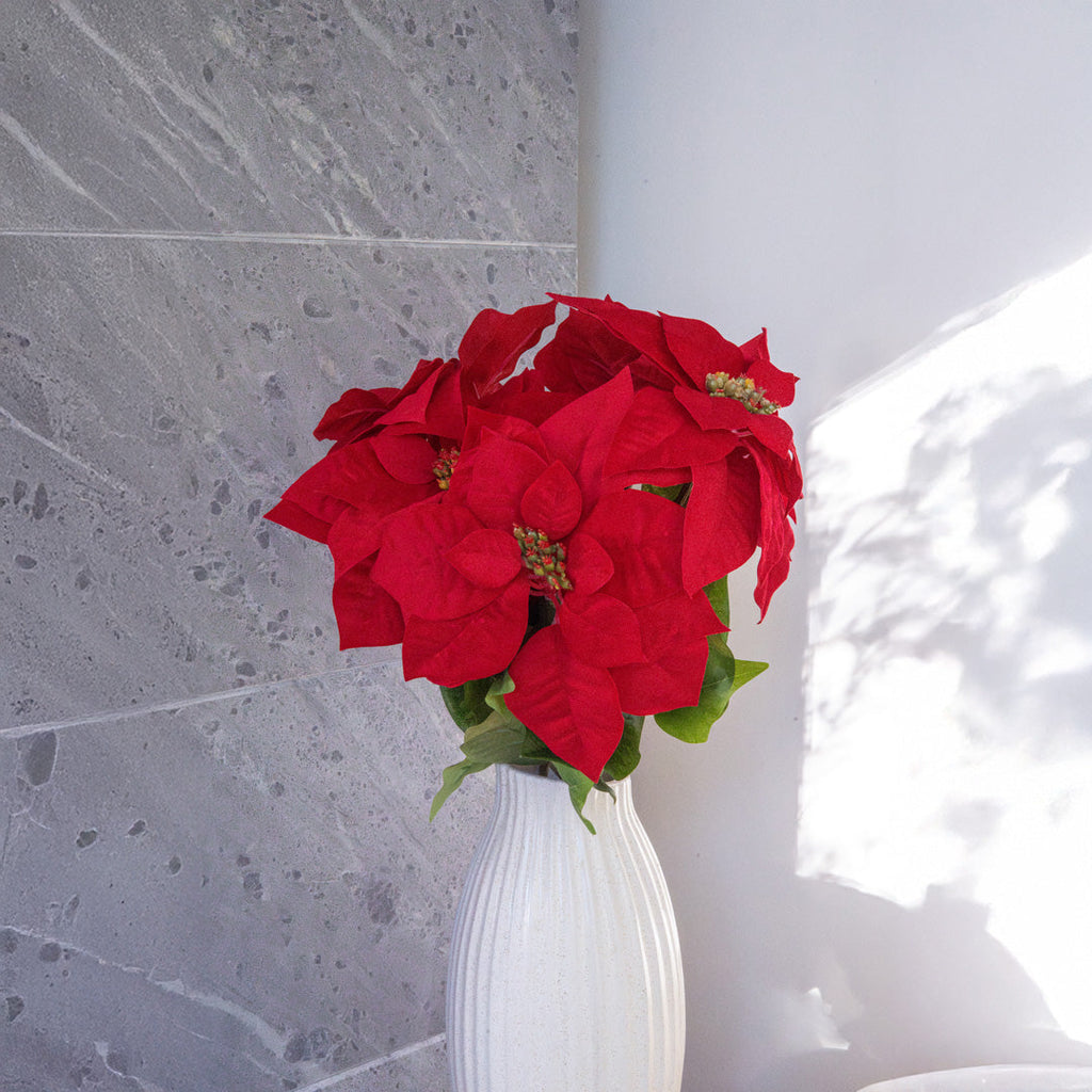 Tige De Poinsettia