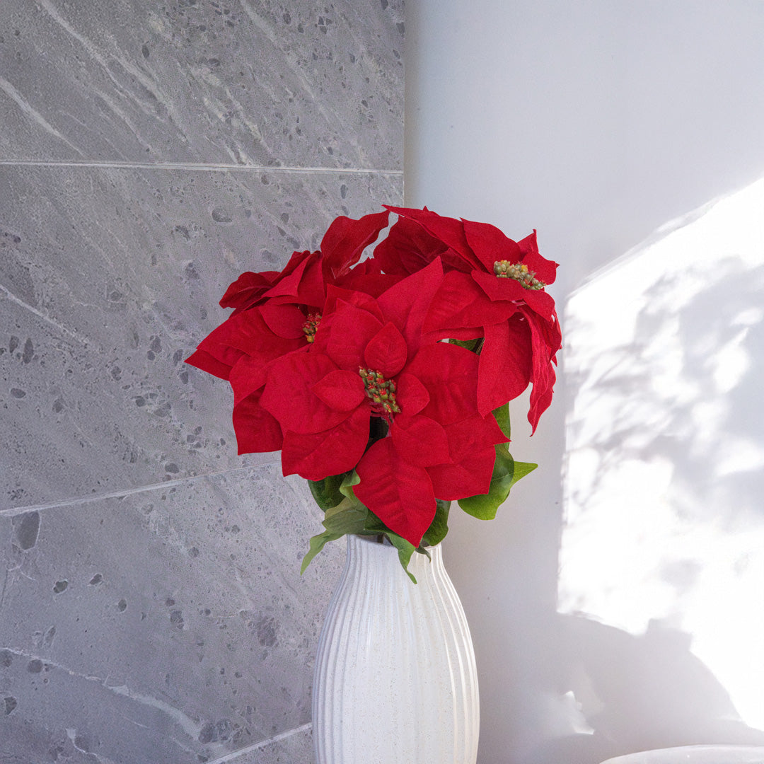 Tige De Poinsettia