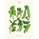 Sciences Naturelles - Pois,Ernst Benary
