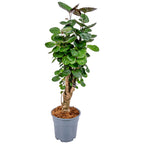 Polyscias Fabian – Houseplant