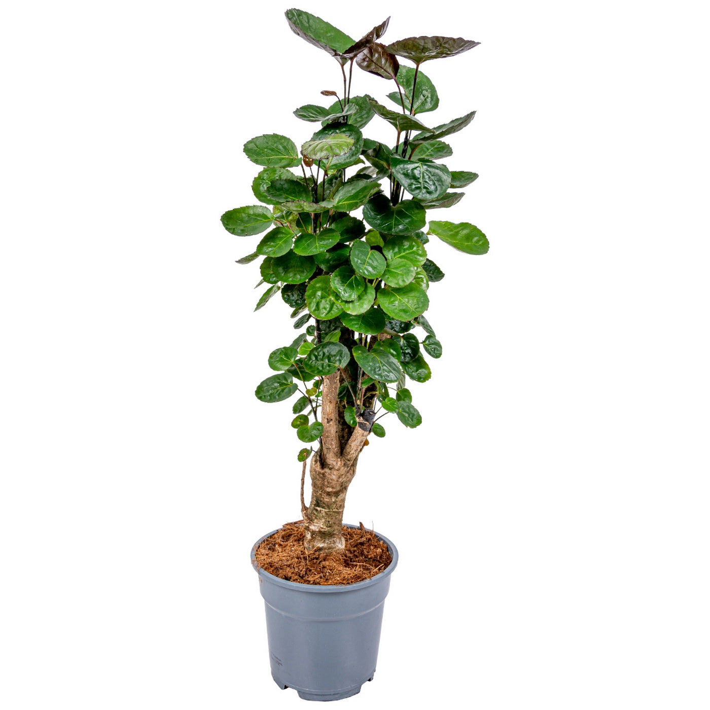 Polyscias Fabian – Houseplant
