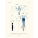 Sciences Naturelles - Poulpe Blanc Et Calmar,mollusques N°1,La Coquille