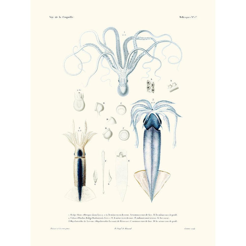 Sciences Naturelles - Poulpe Blanc Et Calmar,mollusques N°1,La Coquille