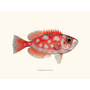 Sciences Naturelles - Priacanthus Carolinus