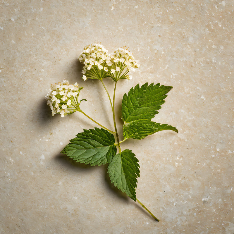 La Couleur Absolue 9.00 Blond Très Clair (Coloration permanente aux extraits botaniques) (Copy)