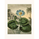 Sciences Naturelles - Waterlily