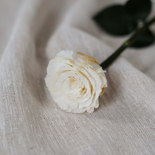 Ivory Infinity Rose