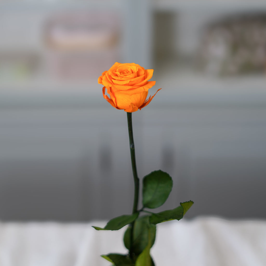 Rose Éternelle Orange
