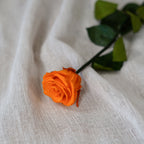 Rose Éternelle Orange