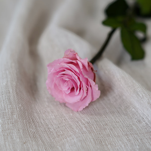 Pale Pink Preserved Rose