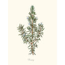 Sciences Naturelles - Rosemary,Romarin