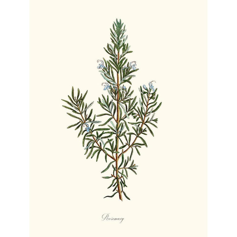 Sciences Naturelles - Rosemary,Romarin
