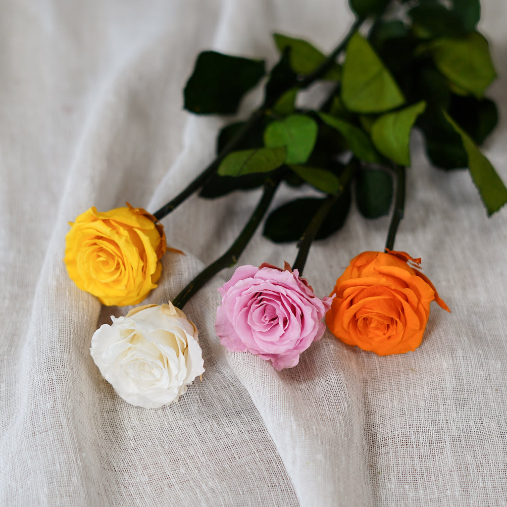 Rose Éternelle Orange