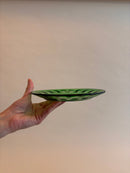 Juego de platos Arcoroc