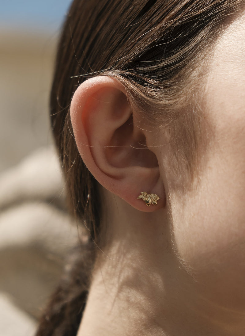 Puces D'Oreilles Sol