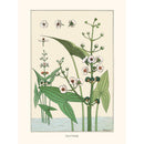 Sciences Naturelles - M.P Verneuil,Sagittaire