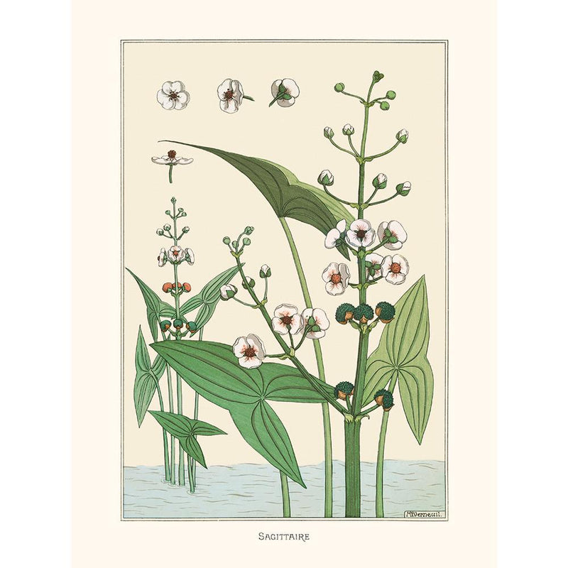 Sciences Naturelles - M.P Verneuil,Sagittaire