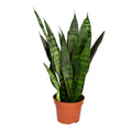 Sansevieria Black Coral – Planta de interior