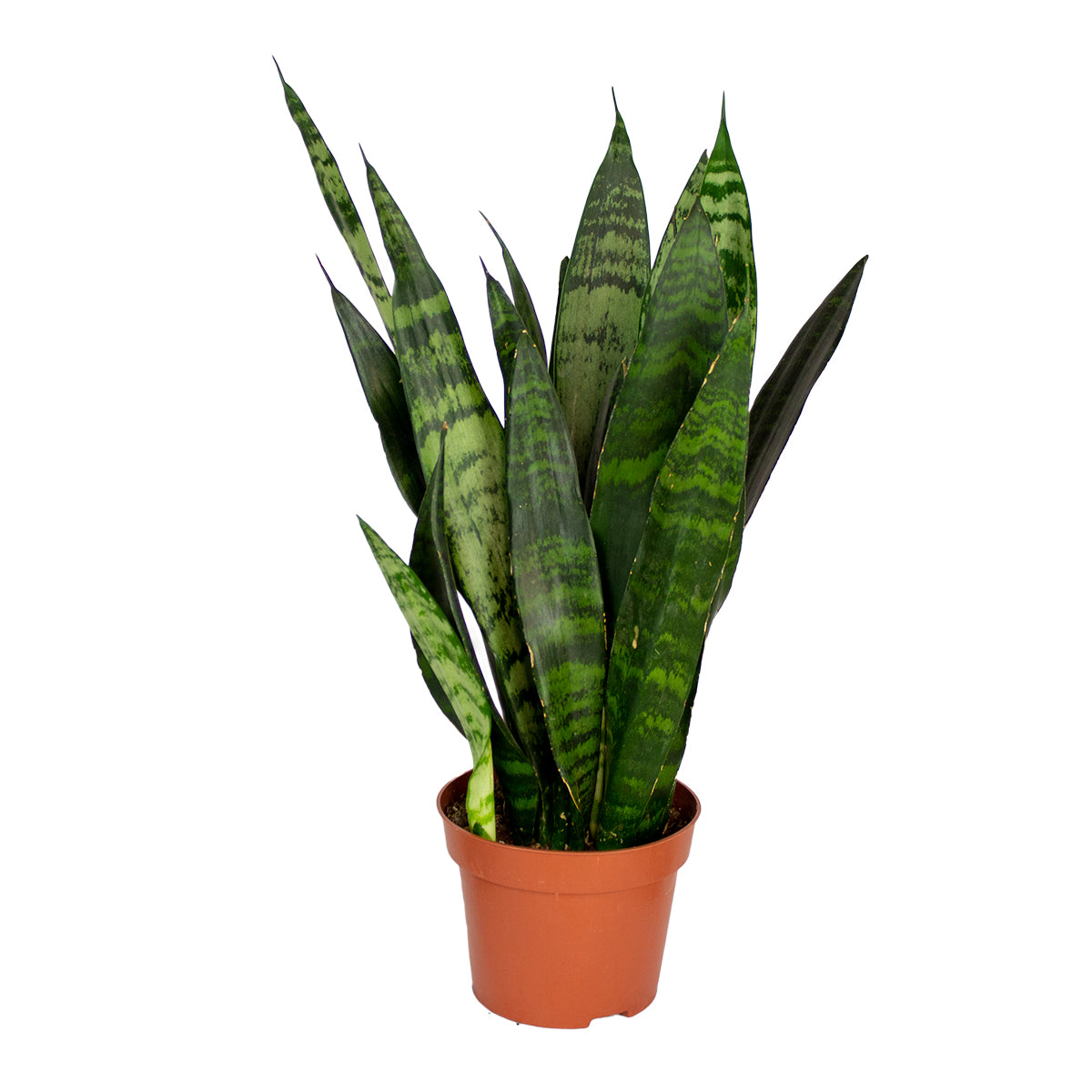 Sansevieria Black Coral – Planta de interior