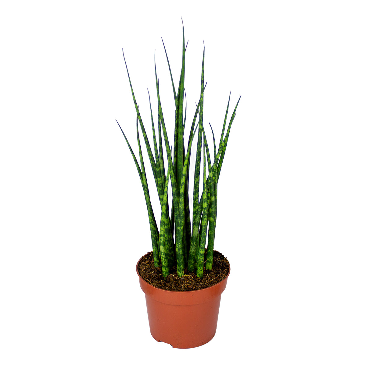Sansevieria Fernwood Mikado – Indoor Plant