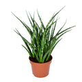 Sansevieria Fernwood Punk – Planta de interior