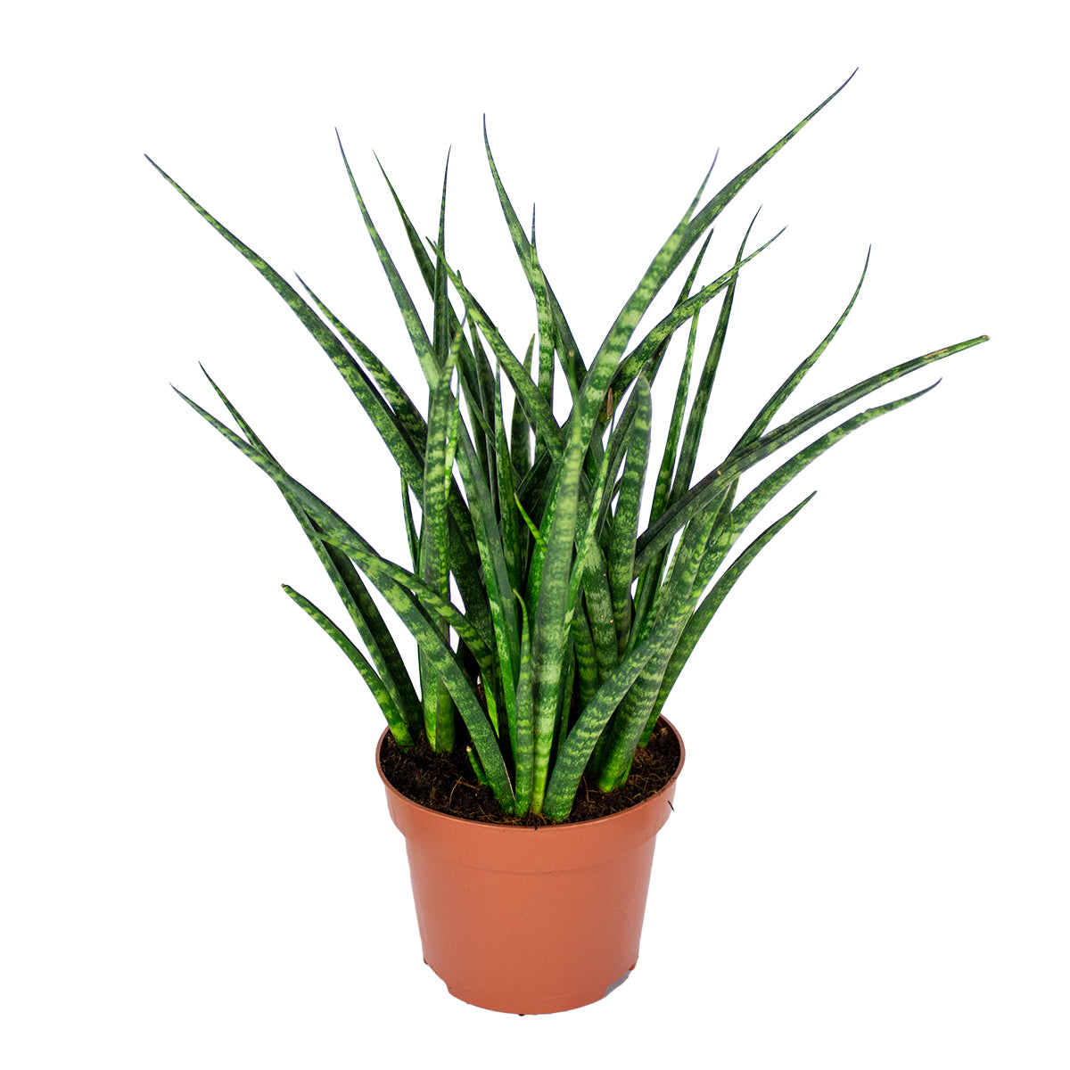 Sansevieria Fernwood Punk – Planta de interior