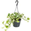 Scindapsus N-Joy – Planta de interior